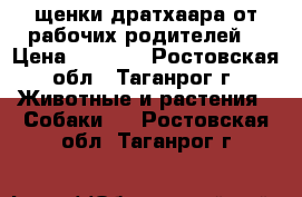 щенки дратхаара от рабочих родителей  › Цена ­ 4 000 - Ростовская обл., Таганрог г. Животные и растения » Собаки   . Ростовская обл.,Таганрог г.